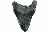 Fossil Megalodon Tooth - South Carolina #221732-2